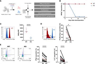 The Wiskott–Aldrich syndrome protein is required for positive selection during T-cell lineage differentiation